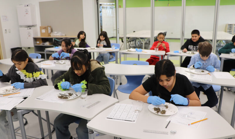 Owl pellet dissections     Estudiantes de 5º grado diseccionando gránulos de búho